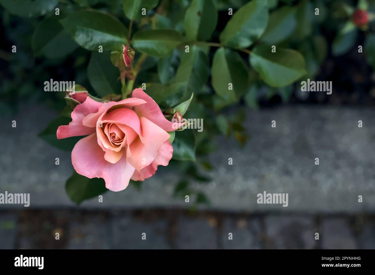 Pink rose in a bush seen up close Stock Photo - Alamy