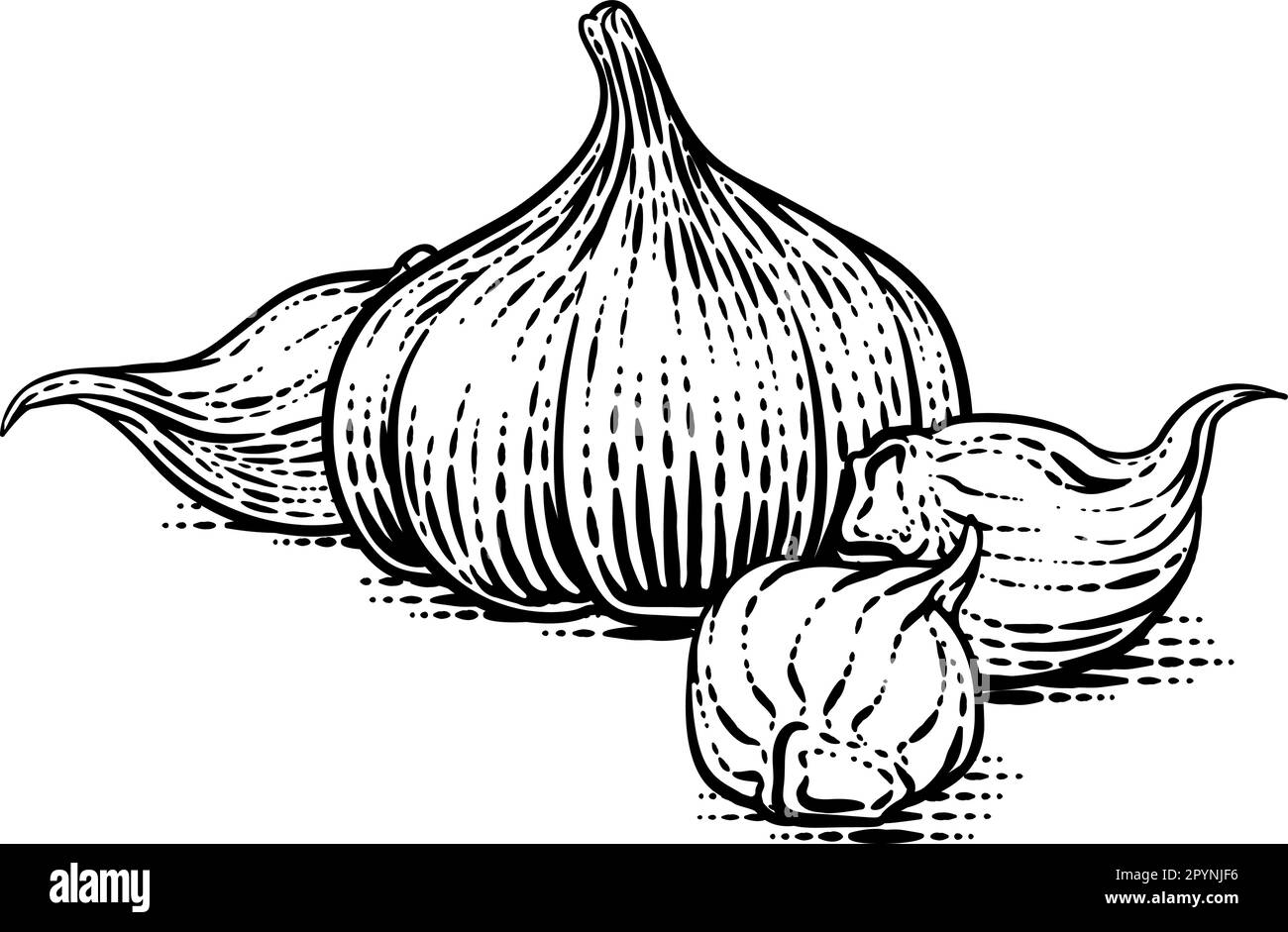 Garlic Vegetable Vintage Woodcut Illustration Stock Vector