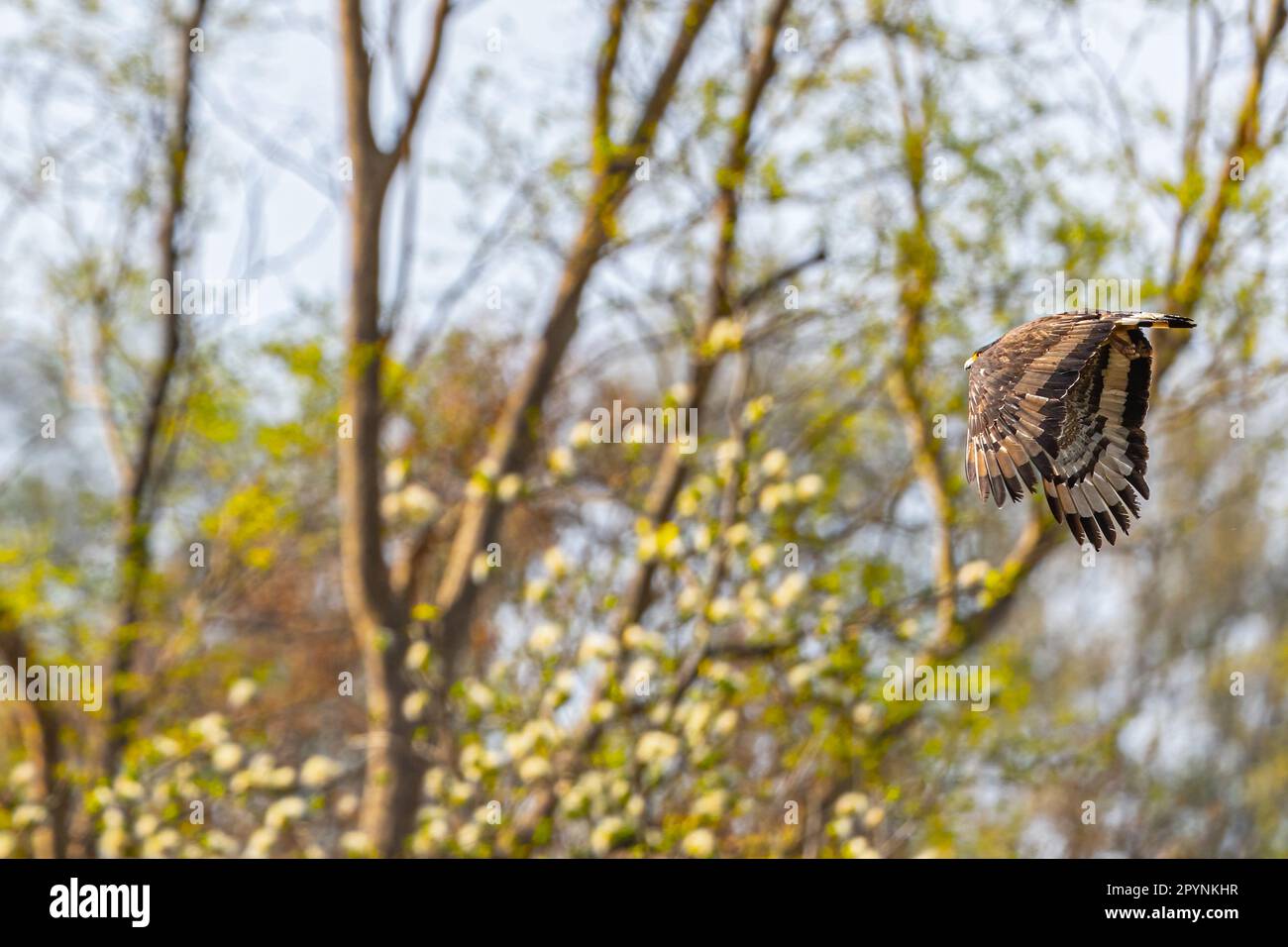 A Serpent Eagle in flight Stock Photo