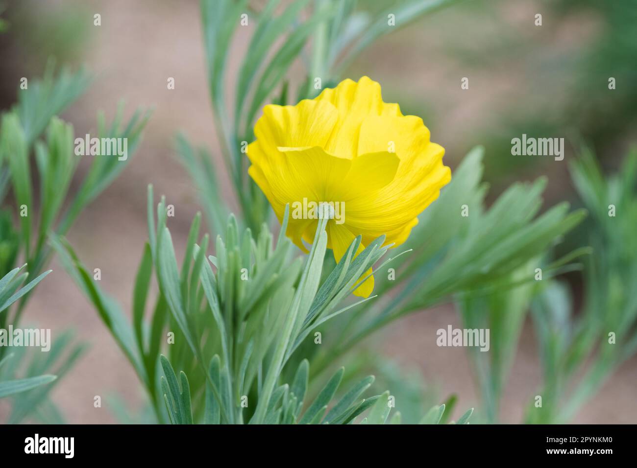 The Mexican tulip poppy is a dainty flower with lacy foliage and a fragile appearance. Stock Photo
