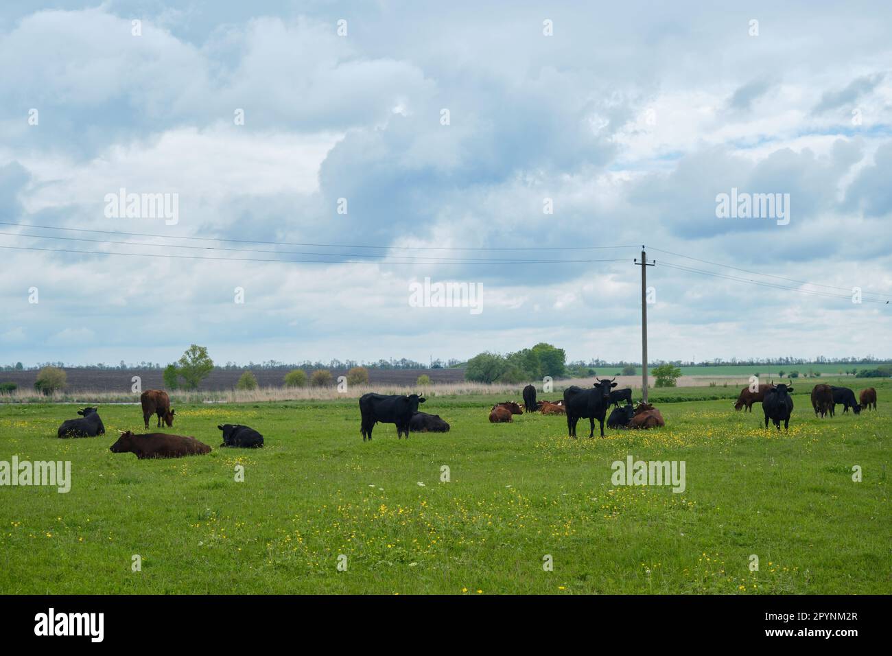 Agriculture industry concept. Farm purebred animals group of cattle walk and sleep in grass among yellow flowers in spring. Herd of cows graze in gree Stock Photo