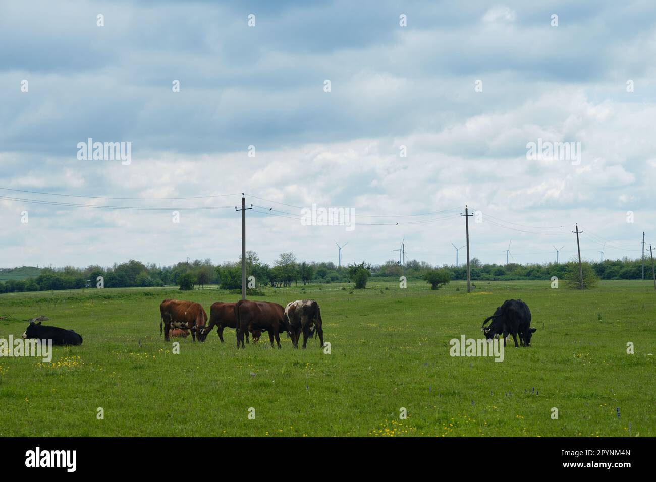 Agriculture industry concept. Farm purebred animals group of cattle walk and sleep in grass among yellow flowers in spring. Herd of cows graze in gree Stock Photo