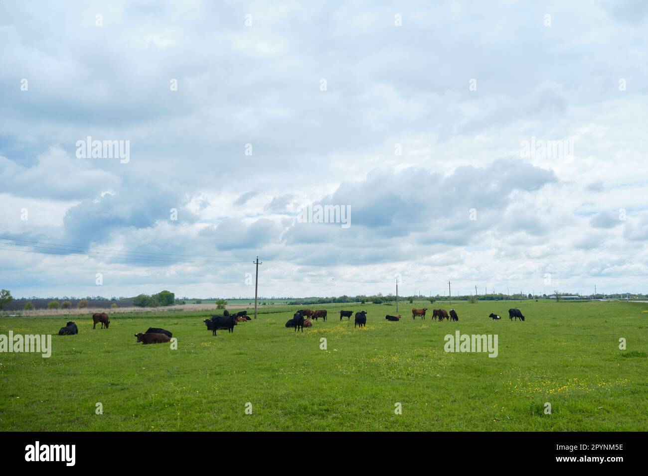 Agriculture industry concept. Farm purebred animals group of cattle walk and sleep in grass among yellow flowers in spring. Herd of cows graze in gree Stock Photo