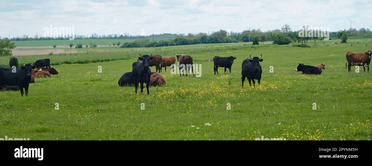 Farm purebred animals walk and sleep in grass among yellow flowers. Agriculture industry concept. Horizontal web banner. Herd of cows graze in green f Stock Photo