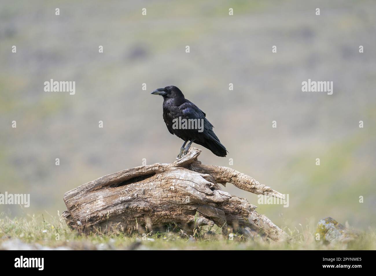 common raven (Corvus corax) Stock Photo