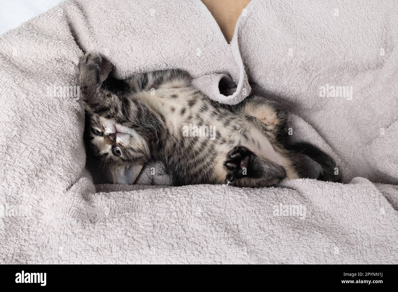 Little naughty kitten playing on soft towel. Stock Photo