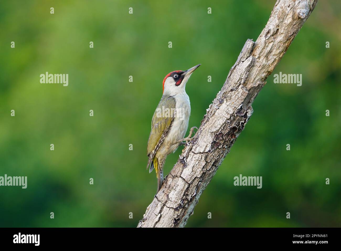 European green woodpecker (Picus viridis) Stock Photo