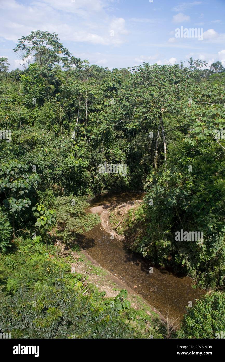 Shell Pastaza Trees in the upper Amazon rainforest near Shell, Pastaza, Ecuador ...