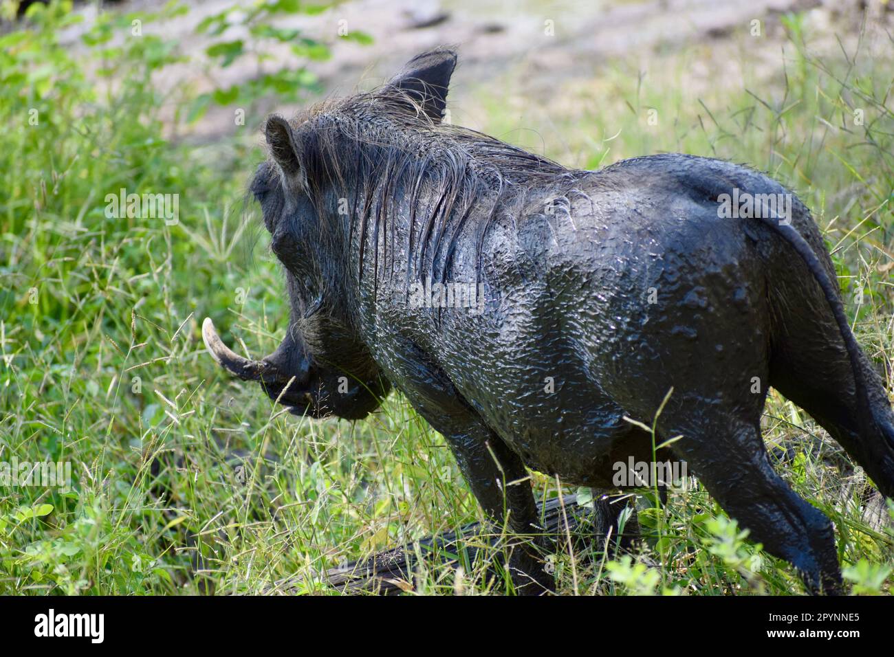 Rear and side view of wet warthog with white horn Stock Photo