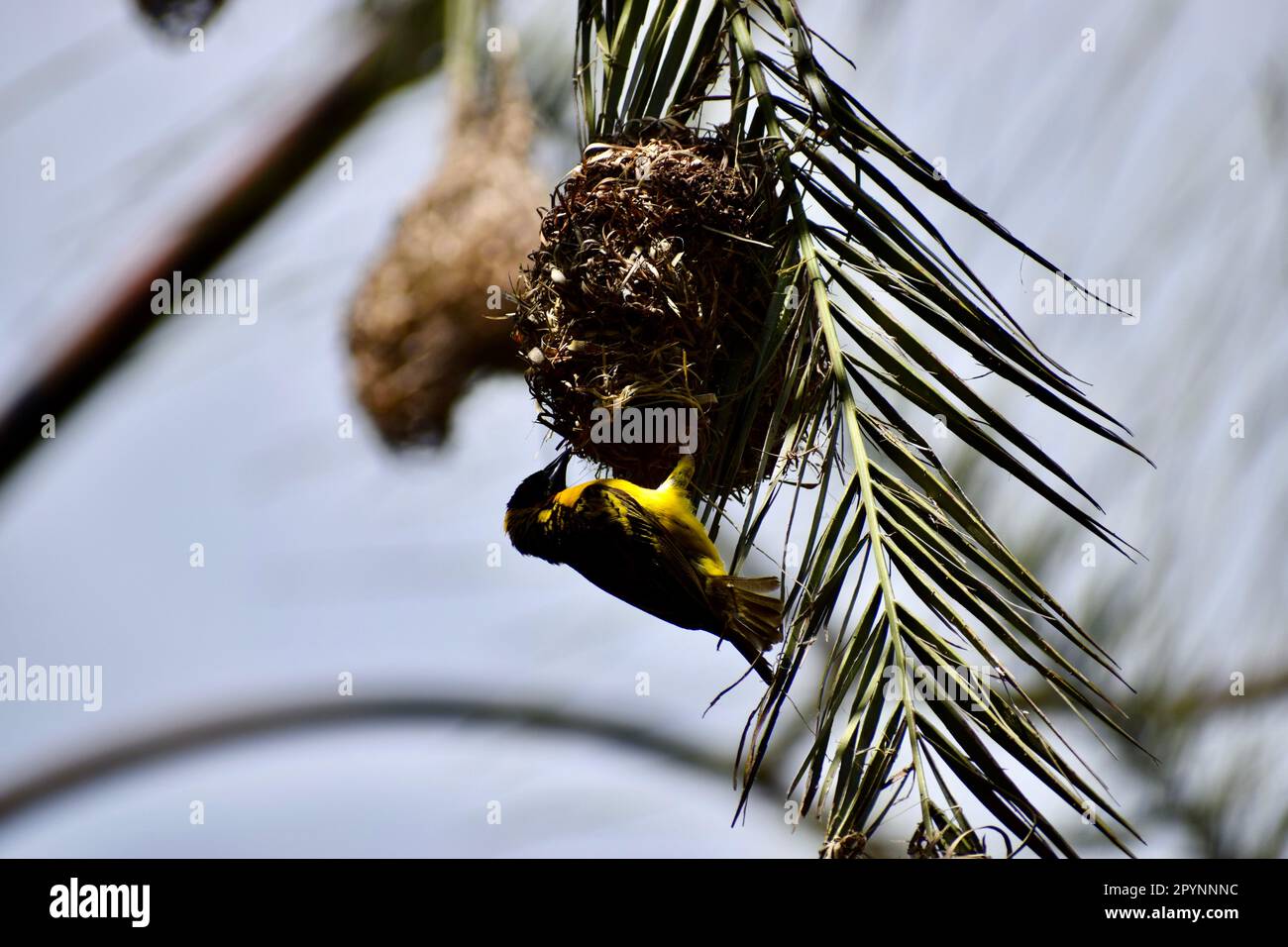 Male southern masked weaver (Ploceus velatus) bird making its nest on a palm tree leaf Stock Photo
