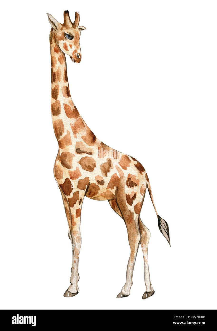 Watercolor giraffe illustration, Cartoon tropical animal , exotic