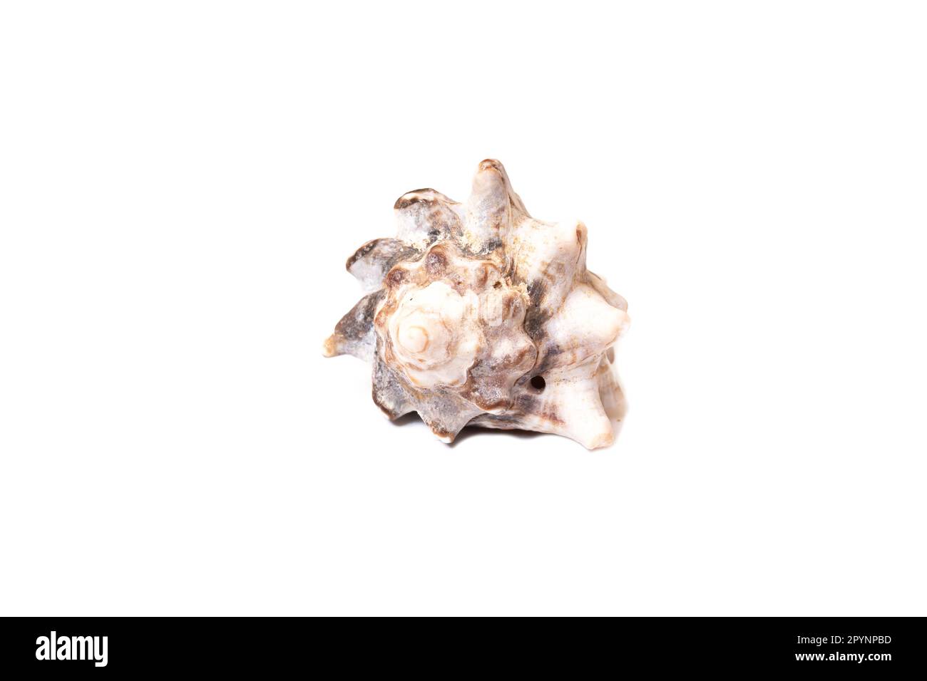 Gray Seashell isolated on white background close up Stock Photo