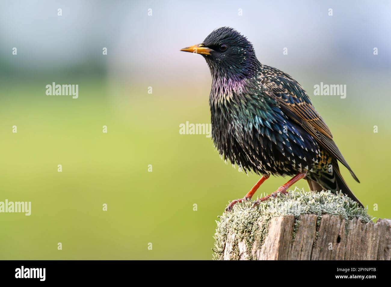 Common starling (Sturnus vulgaris) Stock Photo
