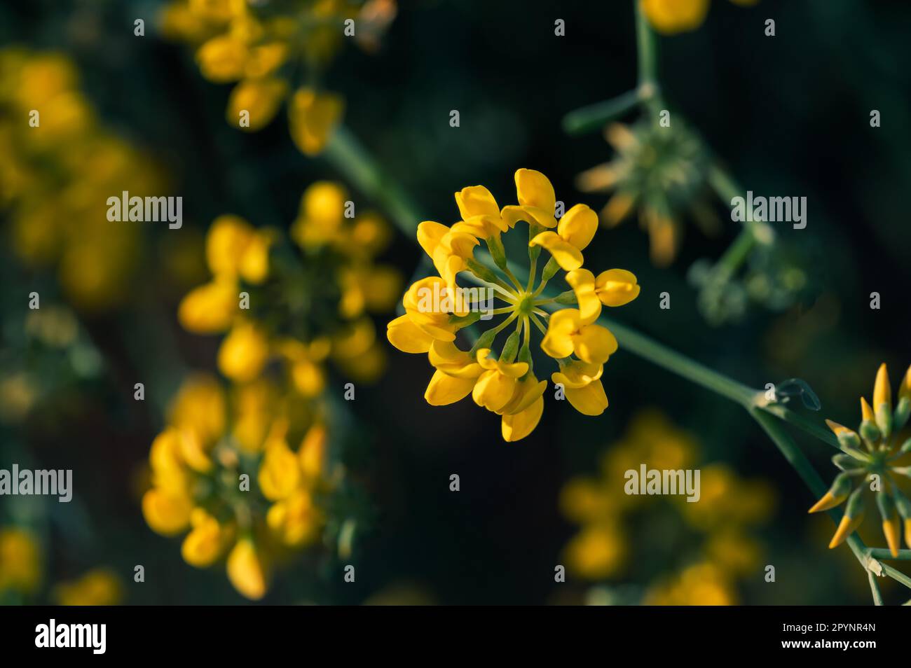 Detail of pretty yellow flowers of Coronilla (Coronilla juncea) in the field Stock Photo