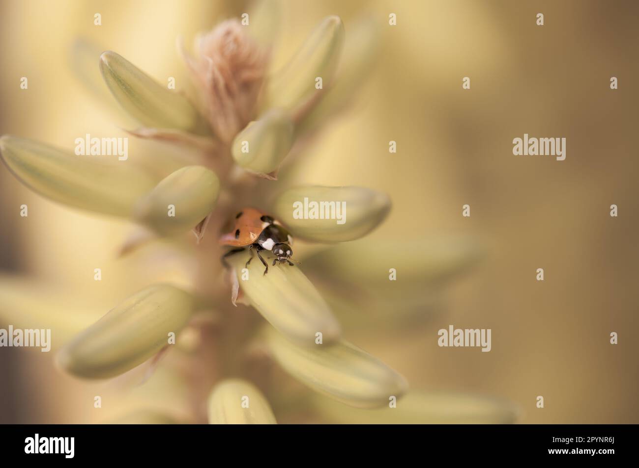 Detail of a ladybug among the yellow flowers of an aloe vera Stock Photo