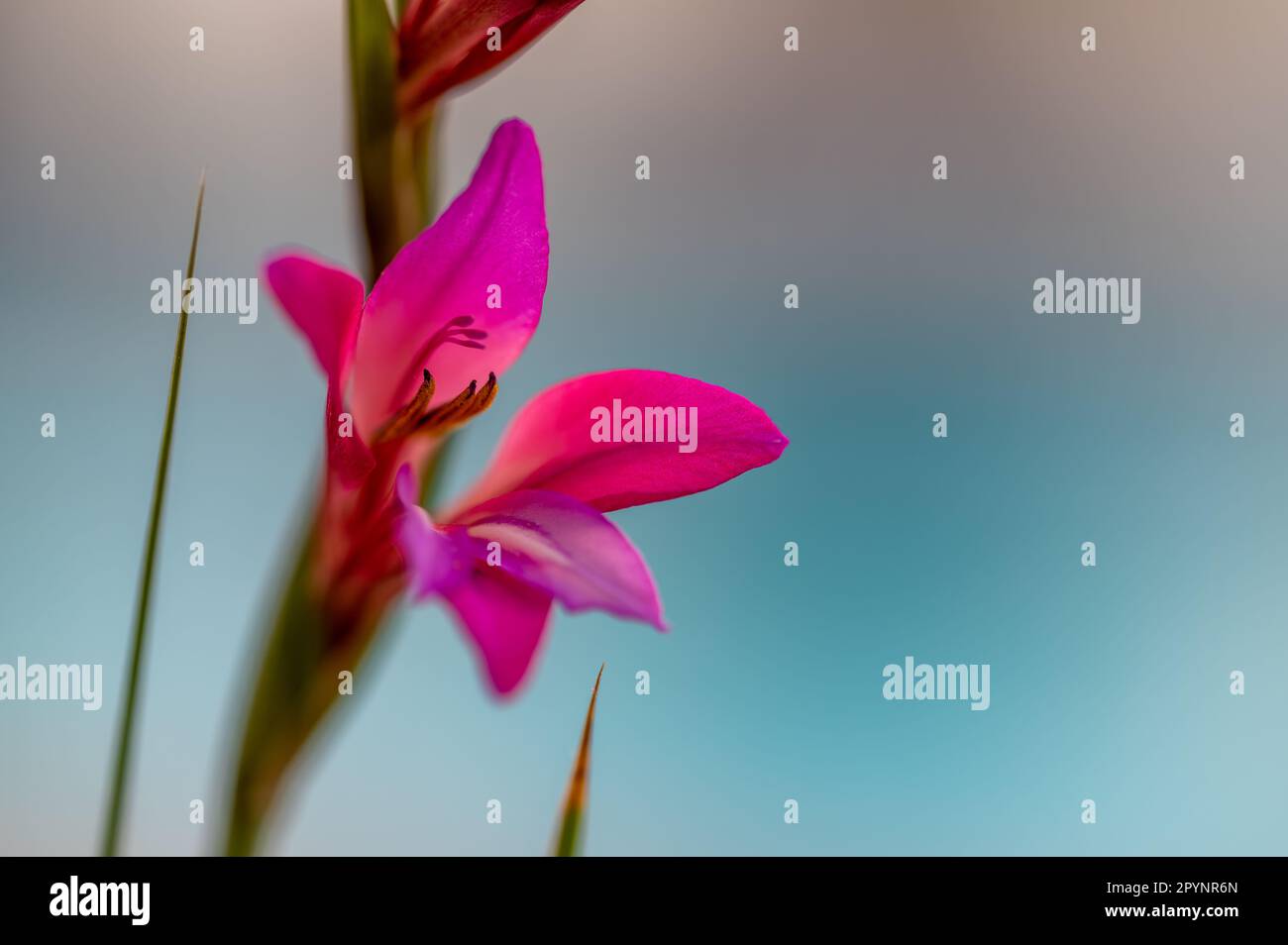 Detail of pink flowers of wild gladiolus or lily (Gladiolus italicus) in the field Stock Photo
