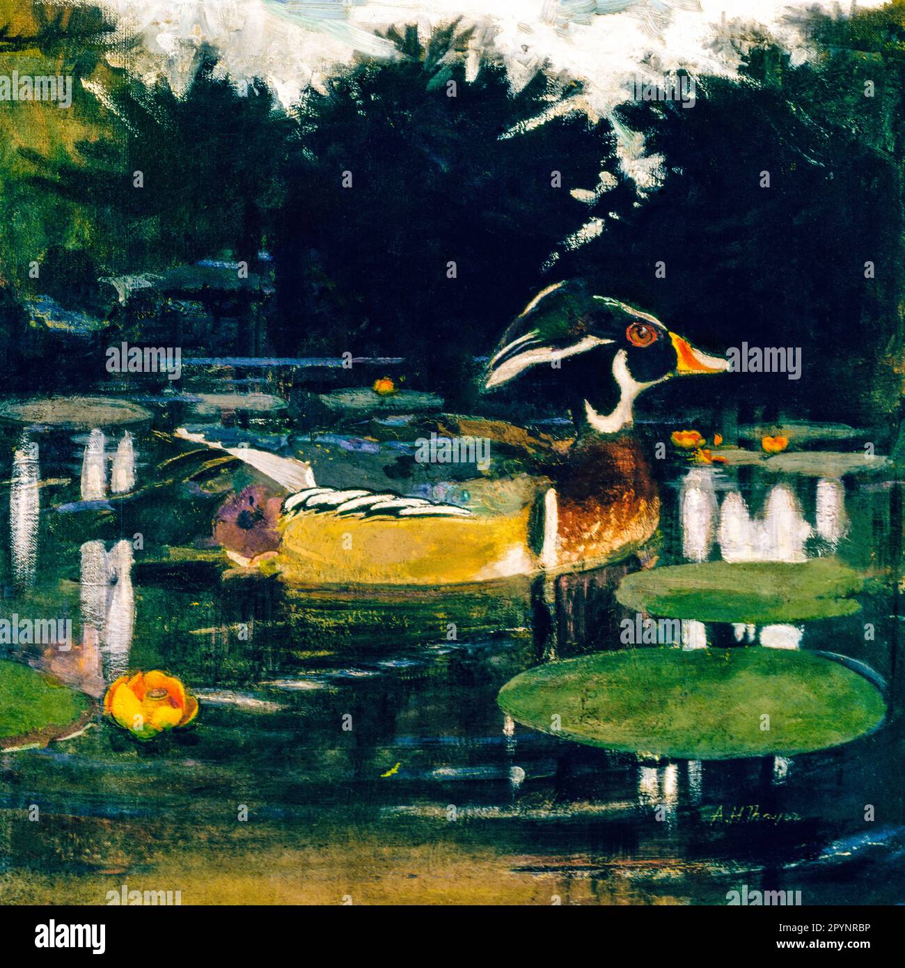 Male Wood Duck in a Forest Pool, study for book Concealing Coloration ...