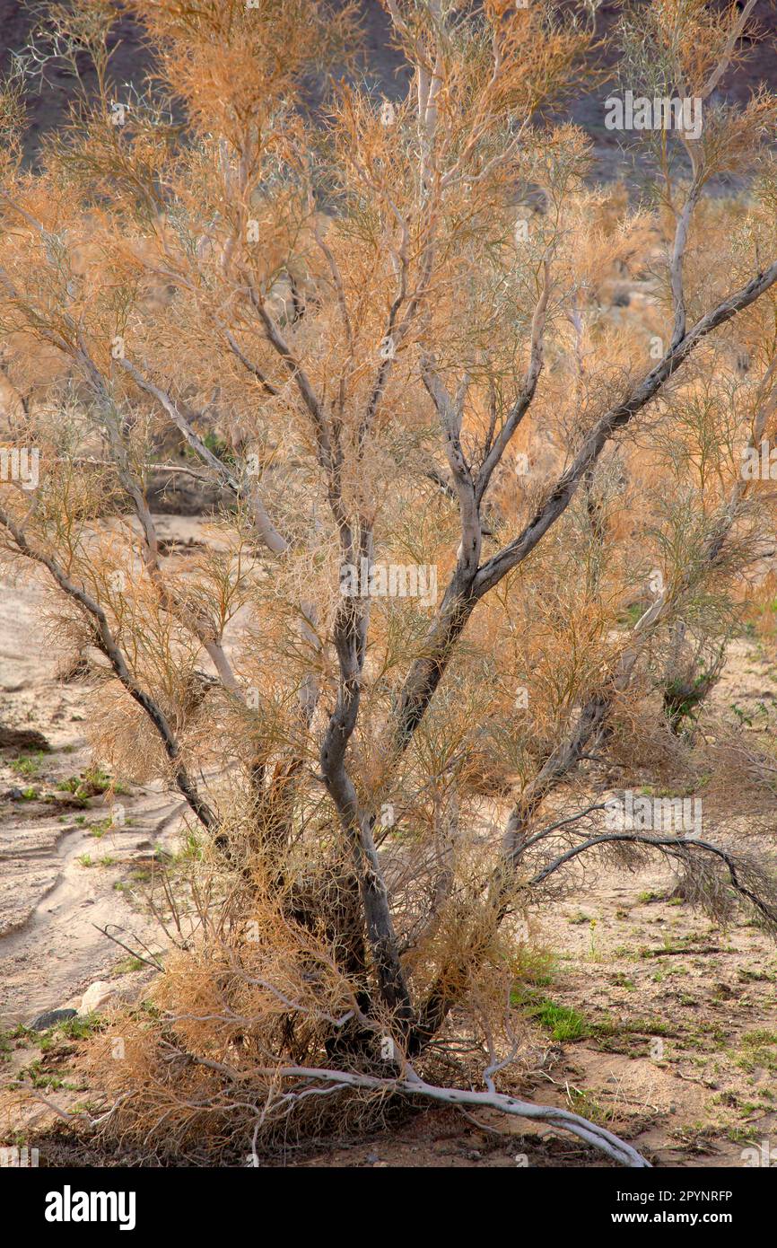 Smoke Tree in Marble Mountains, Mojave Trails National Monument, California Stock Photo