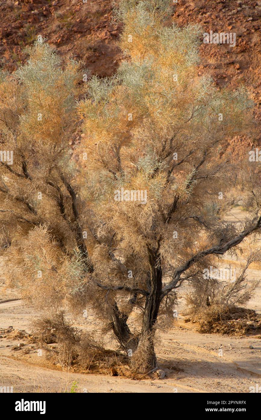 Smoke Tree in Marble Mountains, Mojave Trails National Monument, California Stock Photo