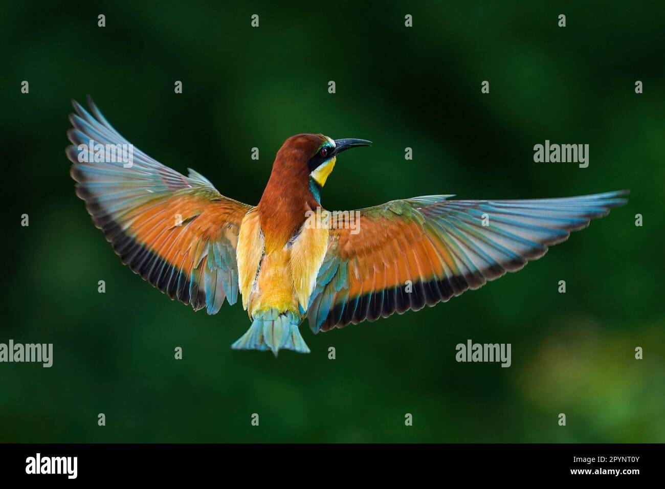European bee-eater (Merops apiaster) in flight Stock Photo