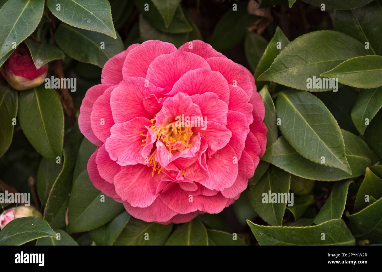 Camellia