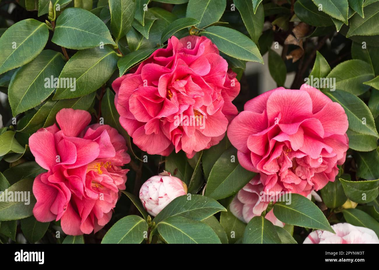 Romantic and elegant red camellia flowers with green leaves blossom in early Spring Stock Photo