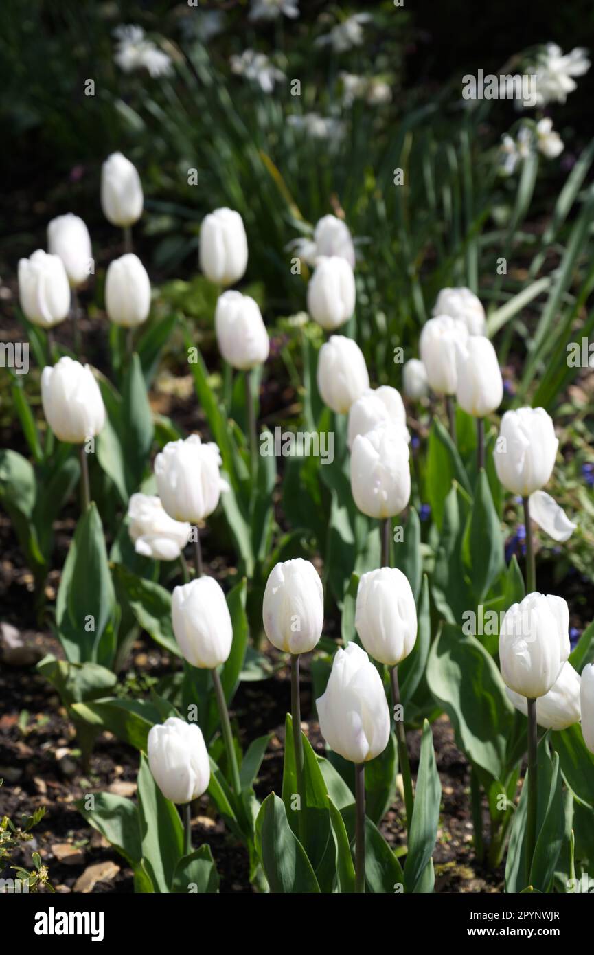 Pure white spring flowers of single Darwin hybrid tulip, Tulipa Hakun in UK garden April Stock Photo