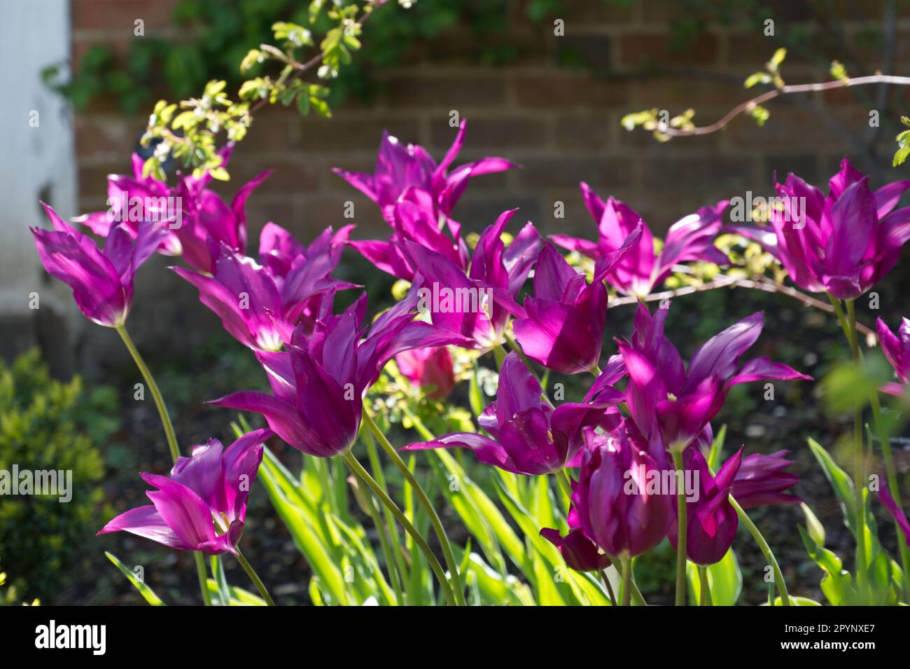 Flamboyant spring flowers of lily-flowered tulip, Tulipa Purple Dream in UK garden April Stock Photo