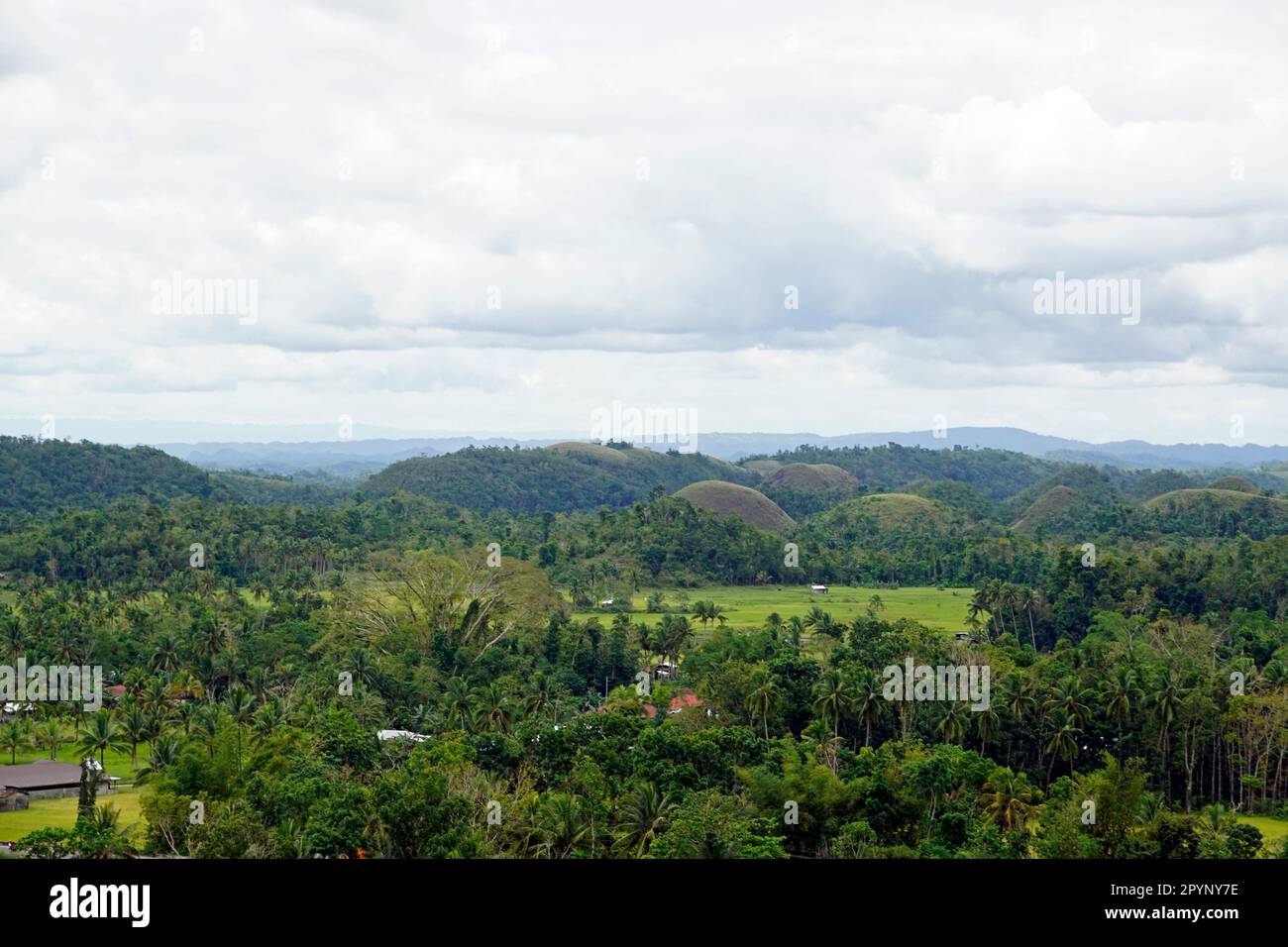the chocolate hills of bohol on the philippines change their color to