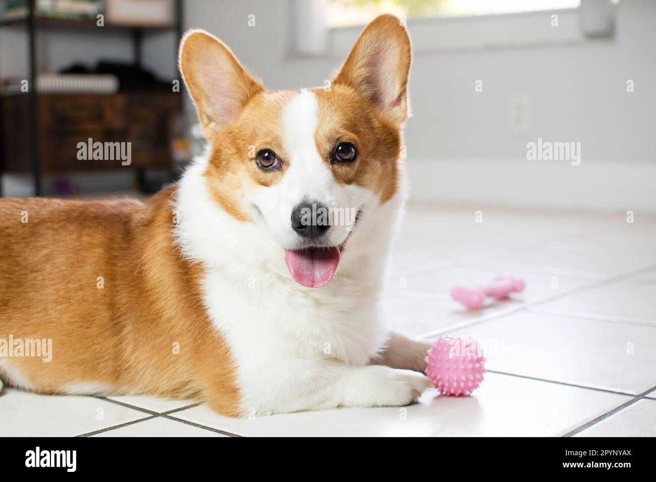 Portrait of Welsh Pembroke Corgi dog looking at the camera and playing with a pink toy ball. Stock Photo