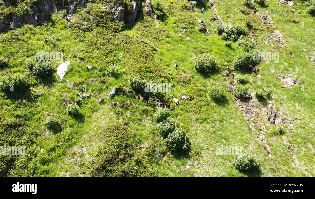 Ziegen weiden in einer steilen Berglandschaft, umgeben von Sträuchern und einer kargen Landschaft Stock Photo
