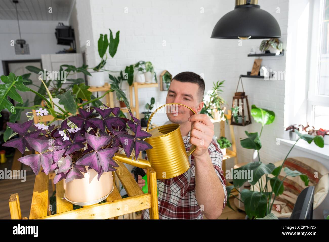 Man waters home plants from her collection of rare species from a watering can, grown with love on shelves in the interior of the house. Home plant gr Stock Photo