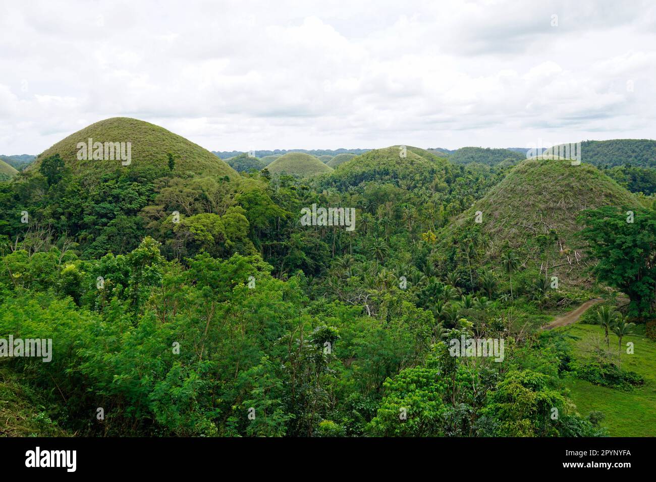 the chocolate hills of bohol on the philippines change their color to
