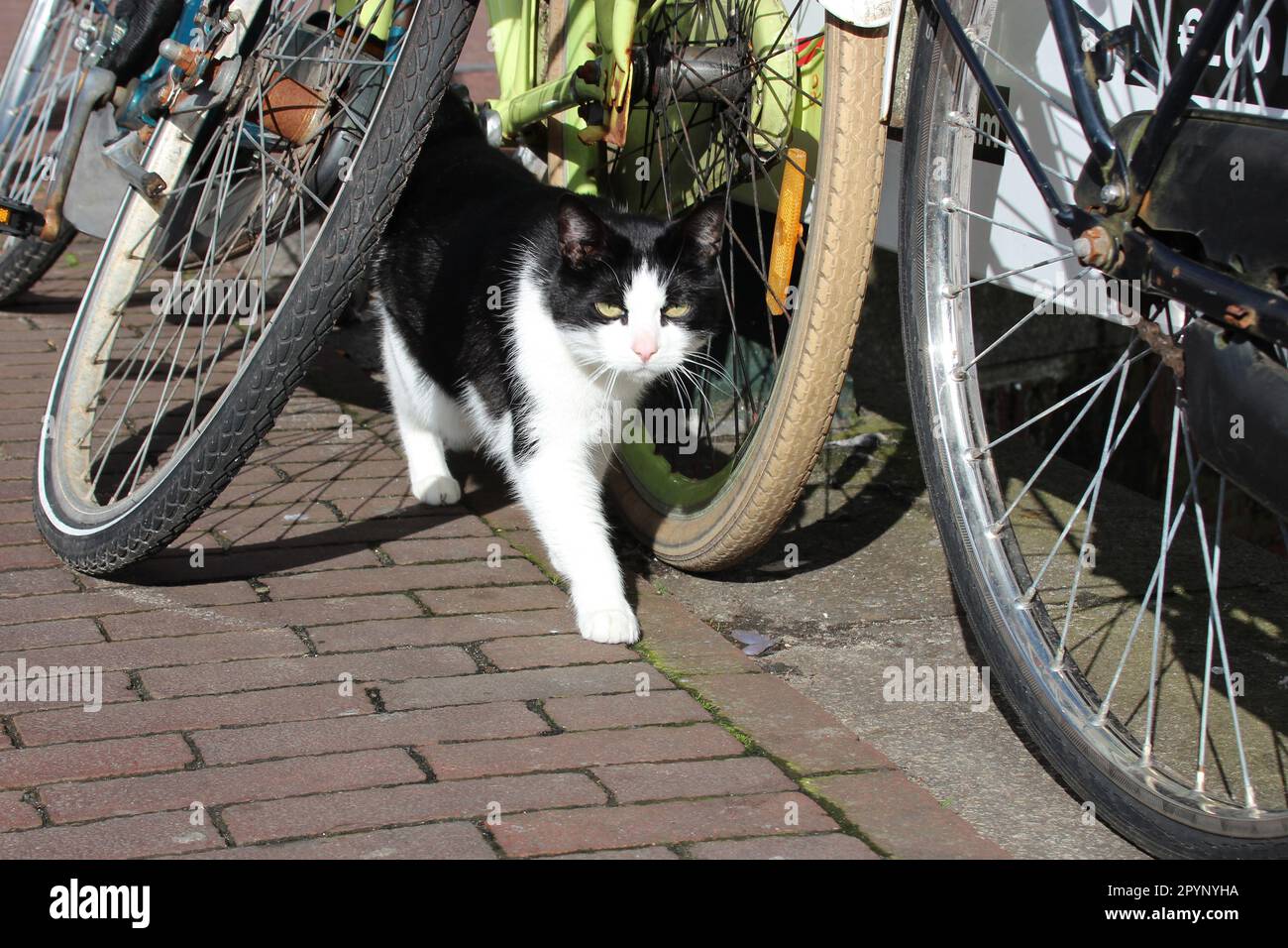 cat in the street in amsterdam (the netherlands Stock Photo Alamy