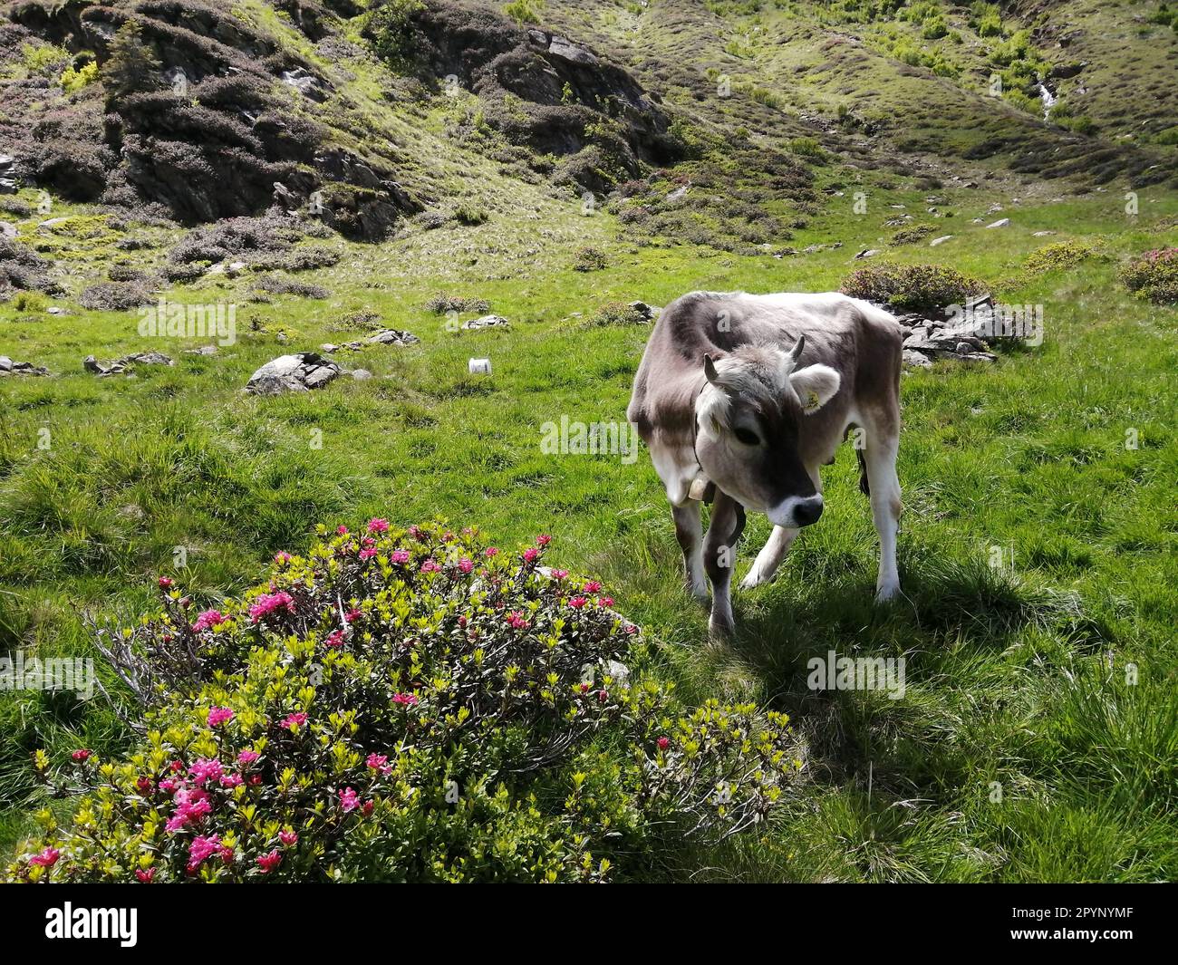 Eine grüne Wiese in der Wildnis, voller Wachstum und Blumen, auf der die Kühe friedlich grasen; Alm mit Kühen Stock Photo