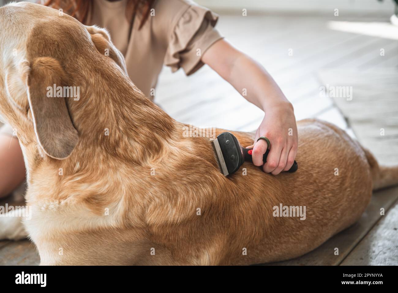 girl combing the hair of her labrador dog. Grooming undercoat dogs. Labrador retriever. Concept hygiene and care for dogs. Problem spring molt pet. Stock Photo