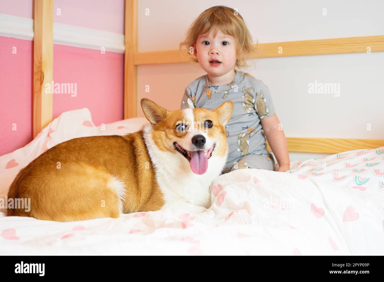 Cute Caucasian toddler girl sitting on a bed with a dog. Welsh Pembroke Corgi dog with a child. Family pet. First friendship. Kids and pets concept Stock Photo