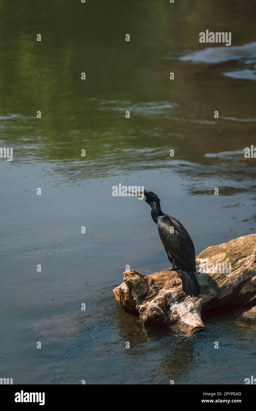 Great cormorant (Phalacrocorax carbo) standing on a tree trunk above water, at the Nahe river in Bad Kreuznach, Germany Stock Photo