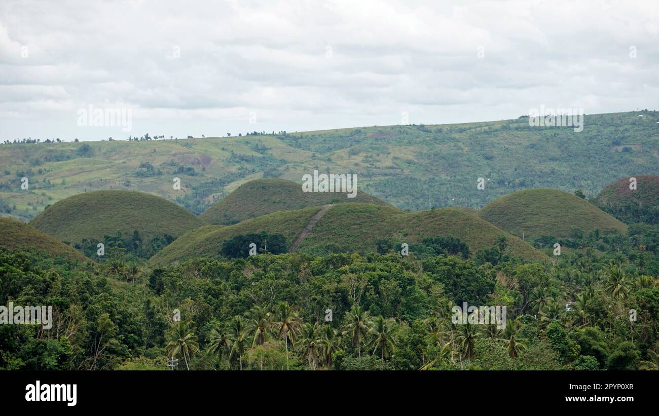 the chocolate hills of bohol on the philippines change their color to