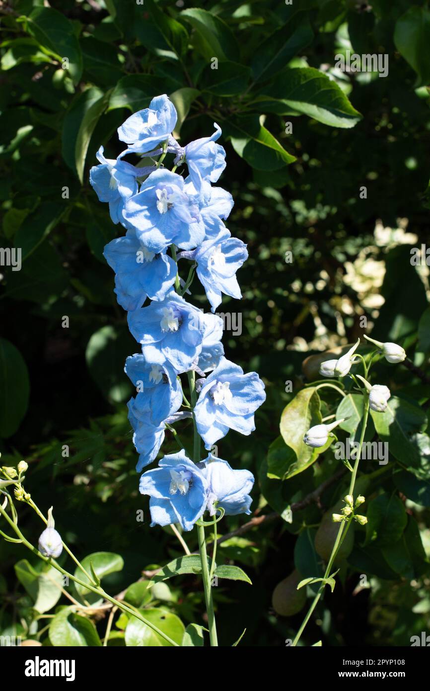 Light blue self-seeded Delphinium. Stock Photo