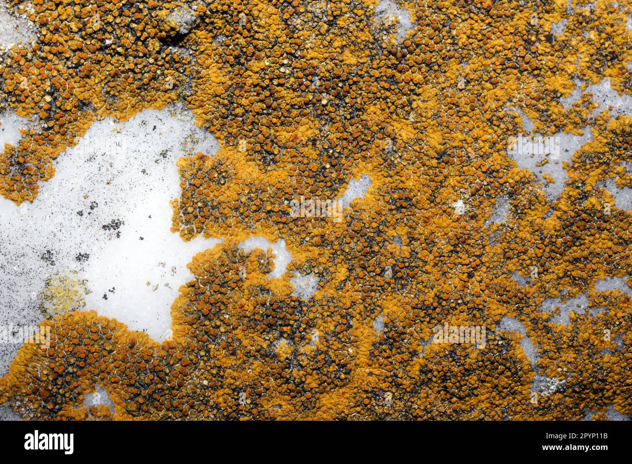 Caloplaca saxicola is bright orange crustose lichen that grows on rock. It has a global distribution. Stock Photo