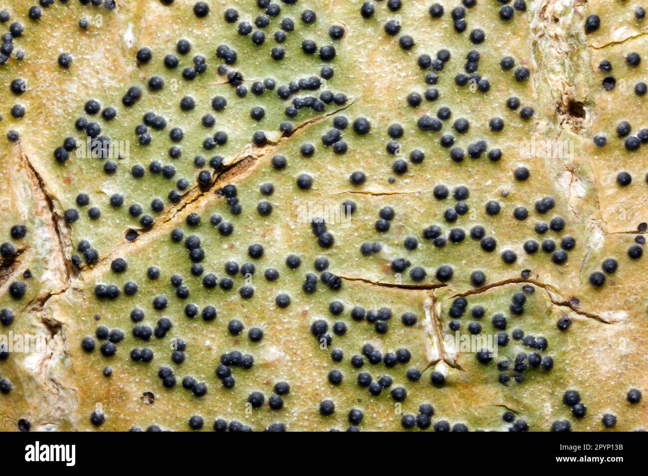 Pyrenula macrospora is common crustose lichen of smooth-barked trees. It has been recorded in Europe and Asia. Stock Photo