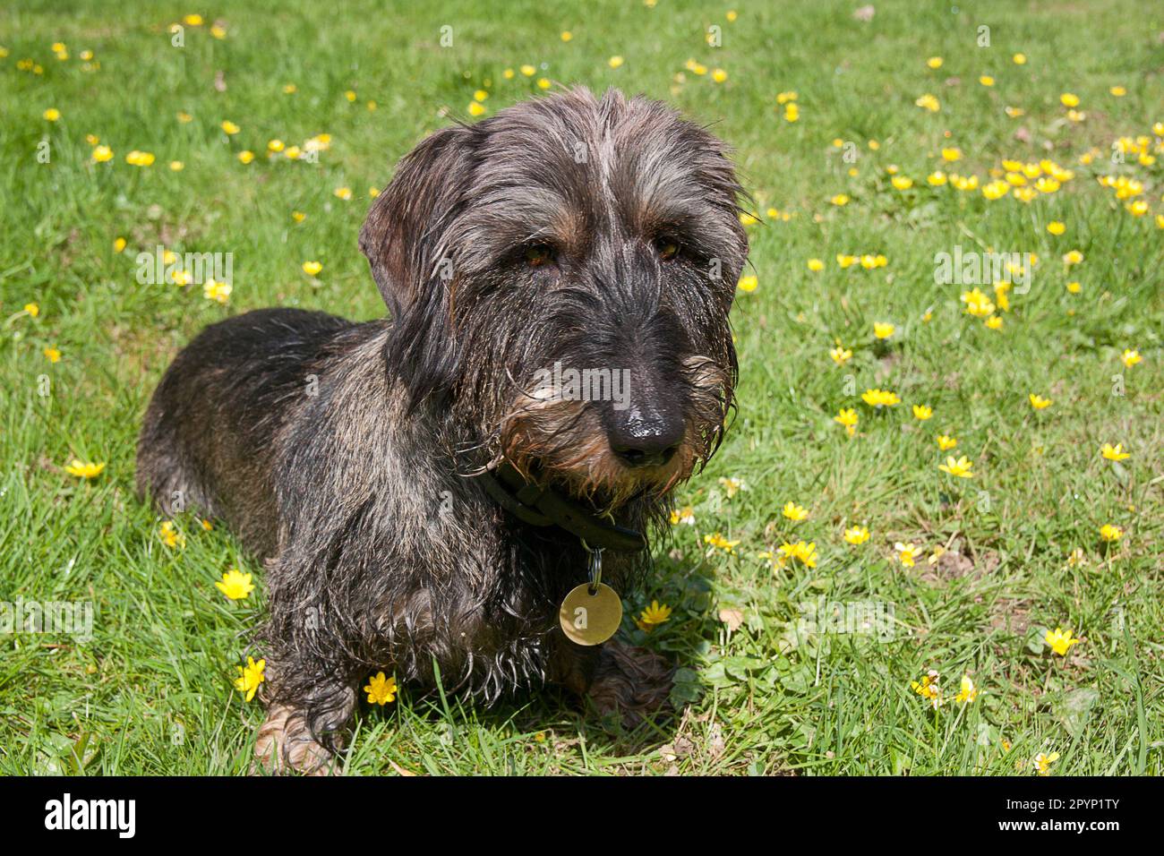 long haired dachshund sitting in spring meadow Stock Photo