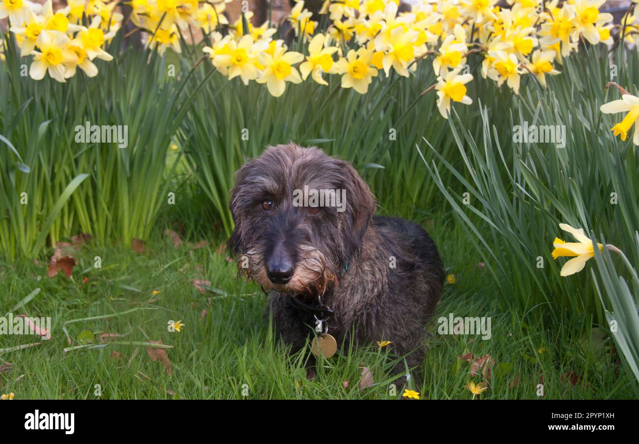 long haired dachshund sitting in daffodils Stock Photo