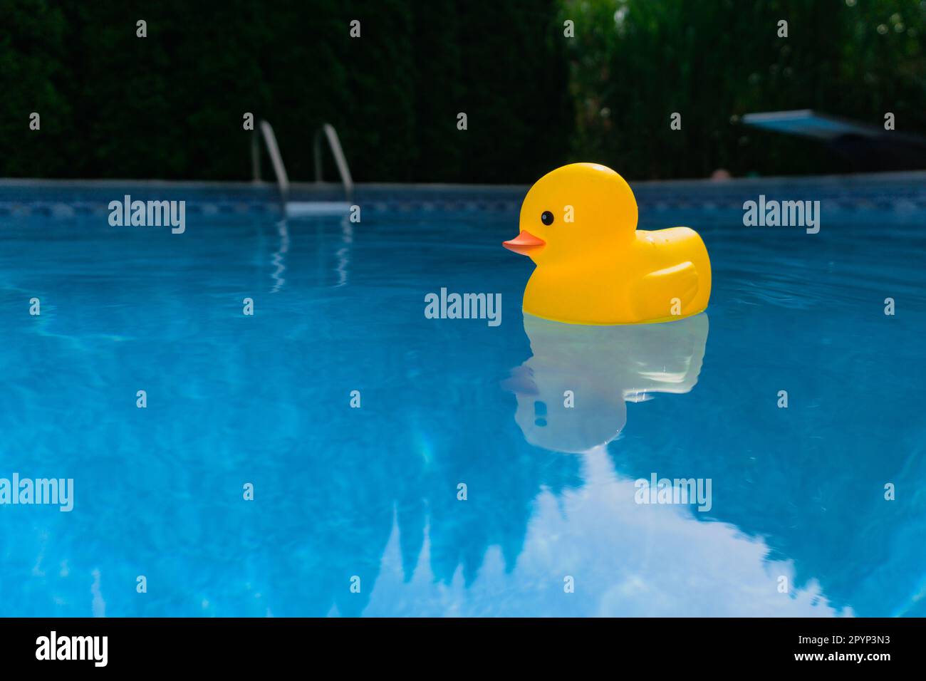 Low angle view of a toy yellow rubber duck floating in swimming pool outdoors Stock Photo