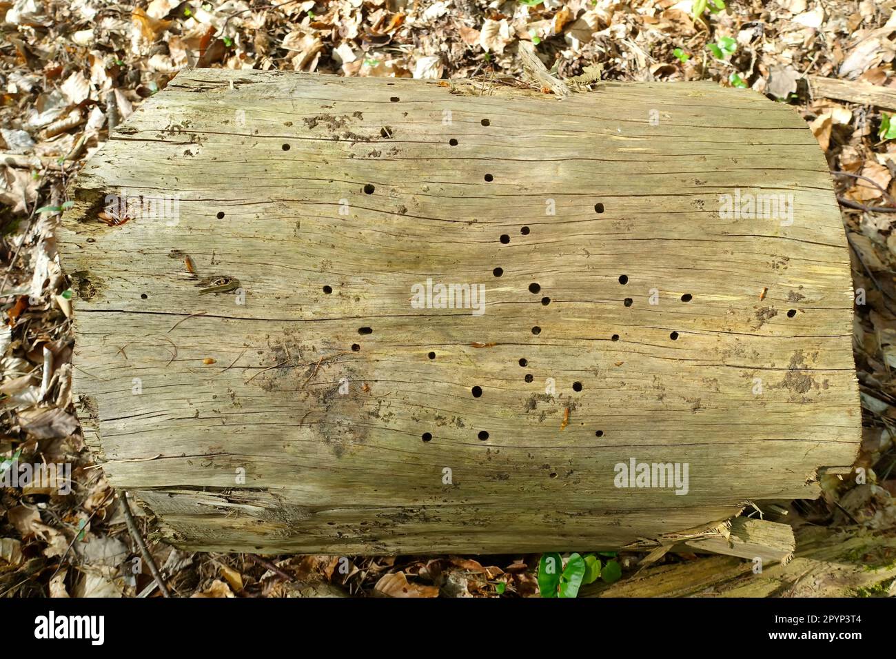 Bark beetles, forest in Brandenburg, Germany Stock Photo