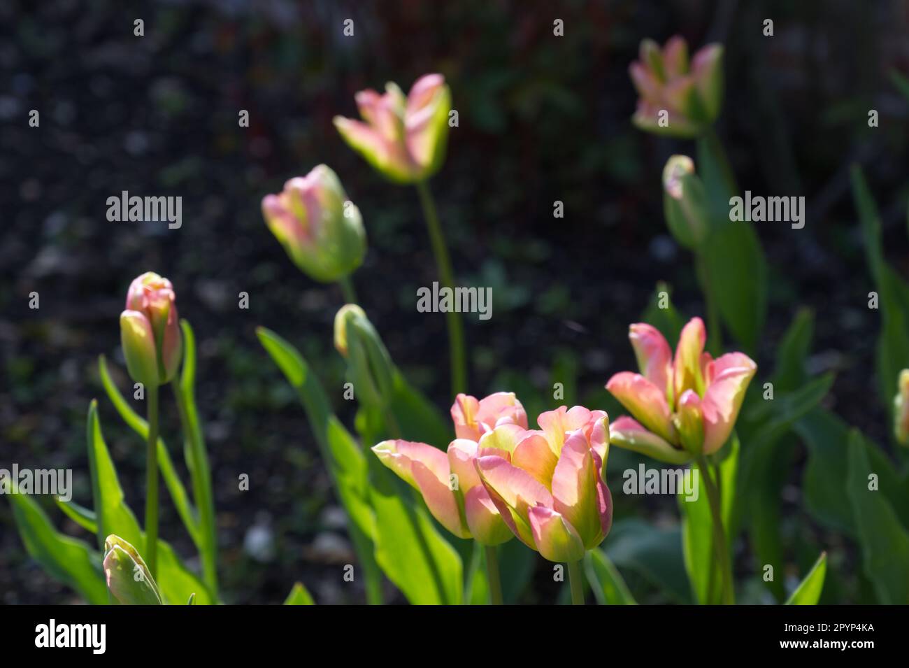 Pink and green spring flowers of viridiflora tulip Tulipa Goenland, or Greenland in UK garden April Stock Photo