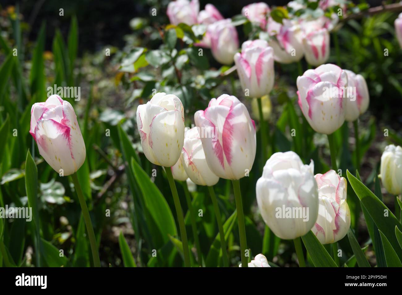 White spring flowers with pink edges of single Triumph tulip Tulipa Shirley in UK garden April Stock Photo