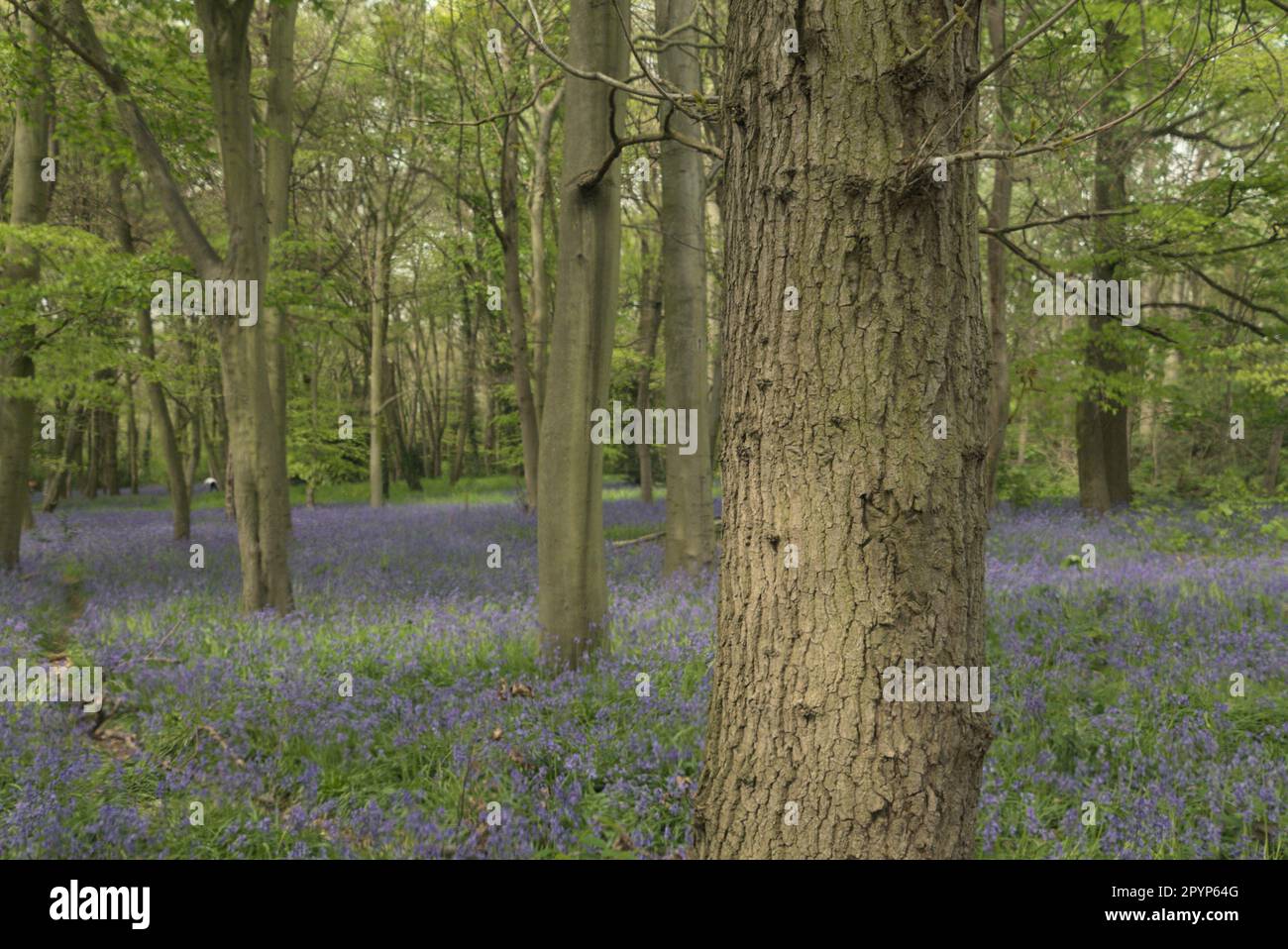 English bluebells in Chalet Wood, Wanstead Park, London Stock Photo Alamy