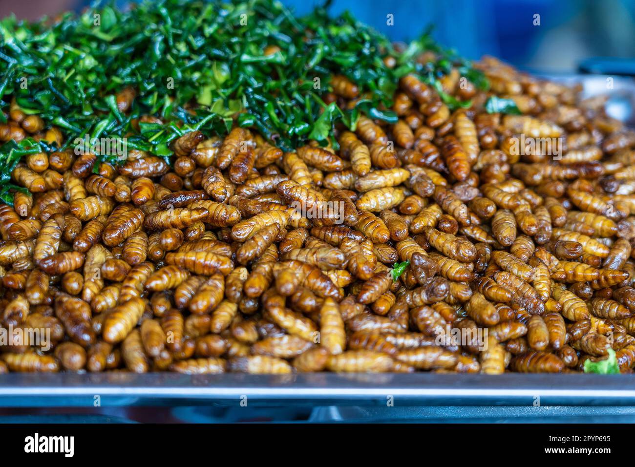 Fried silk worms delicious in street food in Thailand. They are deep fried until reaching a